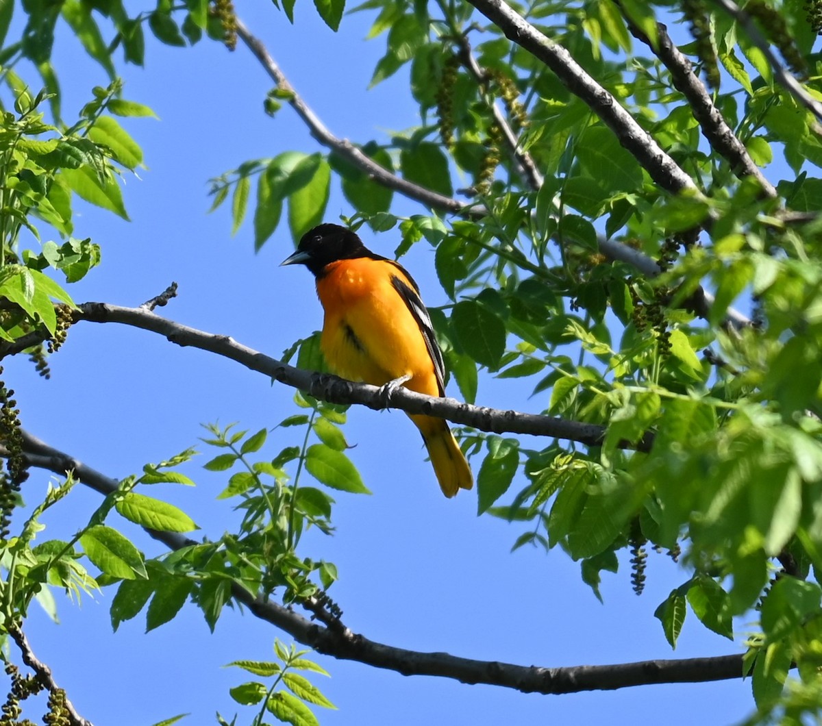 Baltimore Oriole - Robert Perez