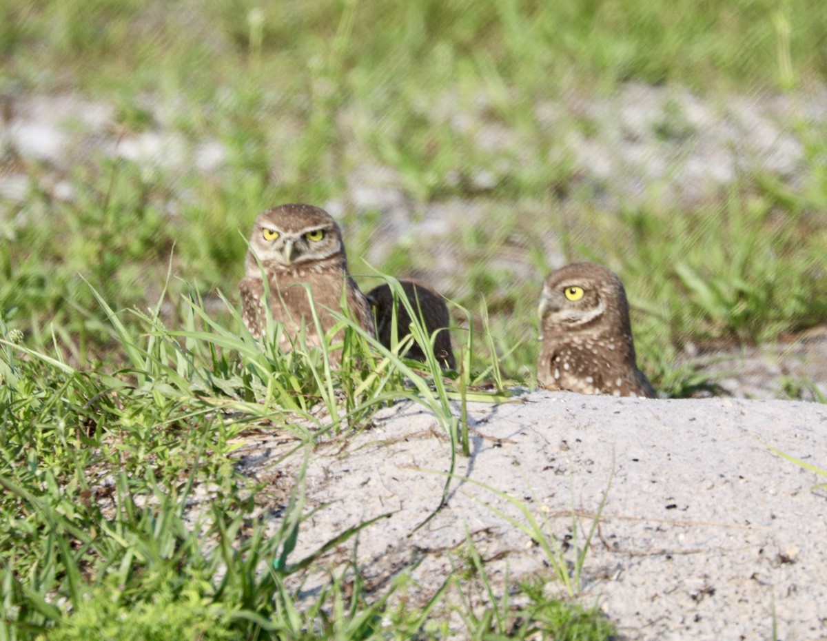 Burrowing Owl - Randy Bumbury