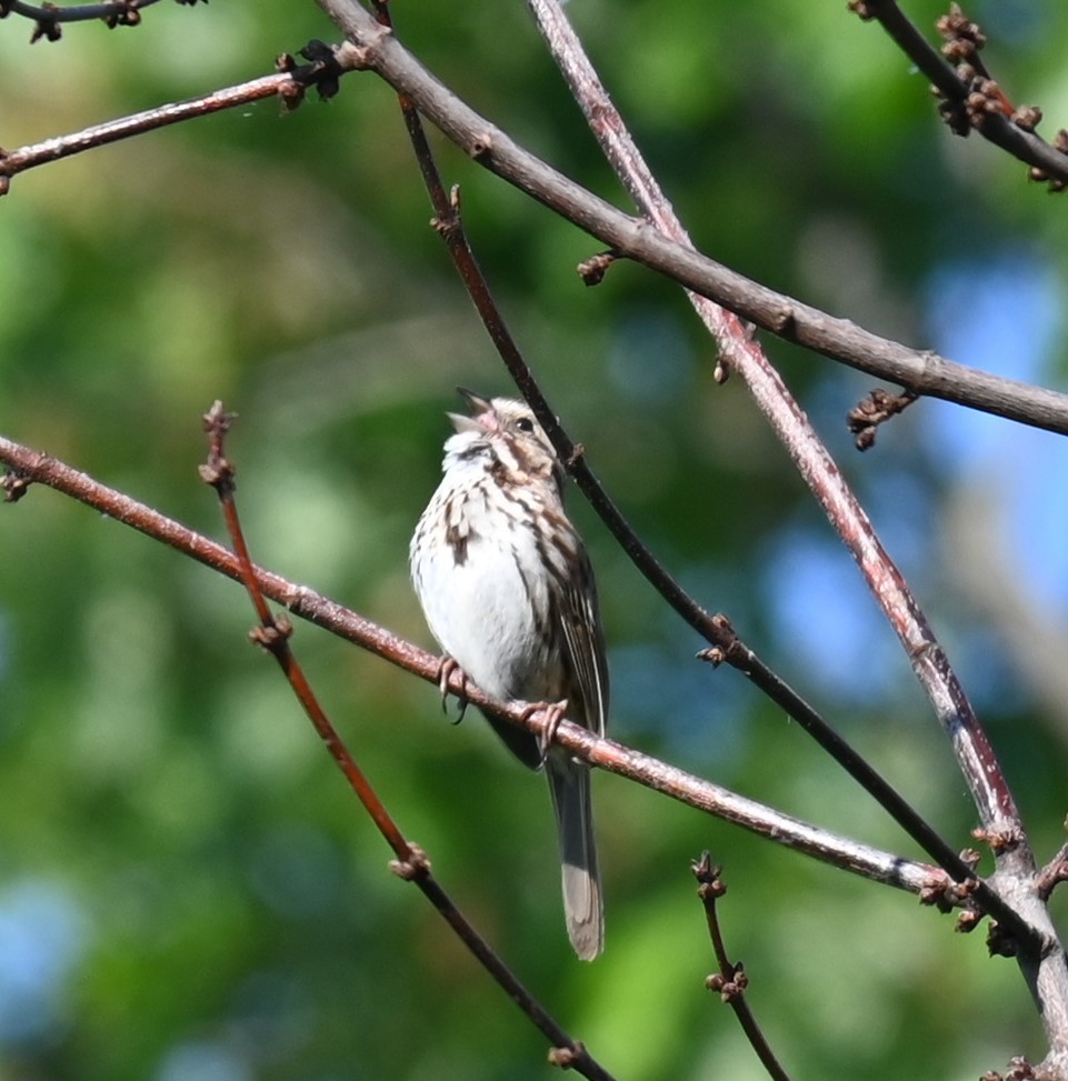 Song Sparrow - Robert Perez