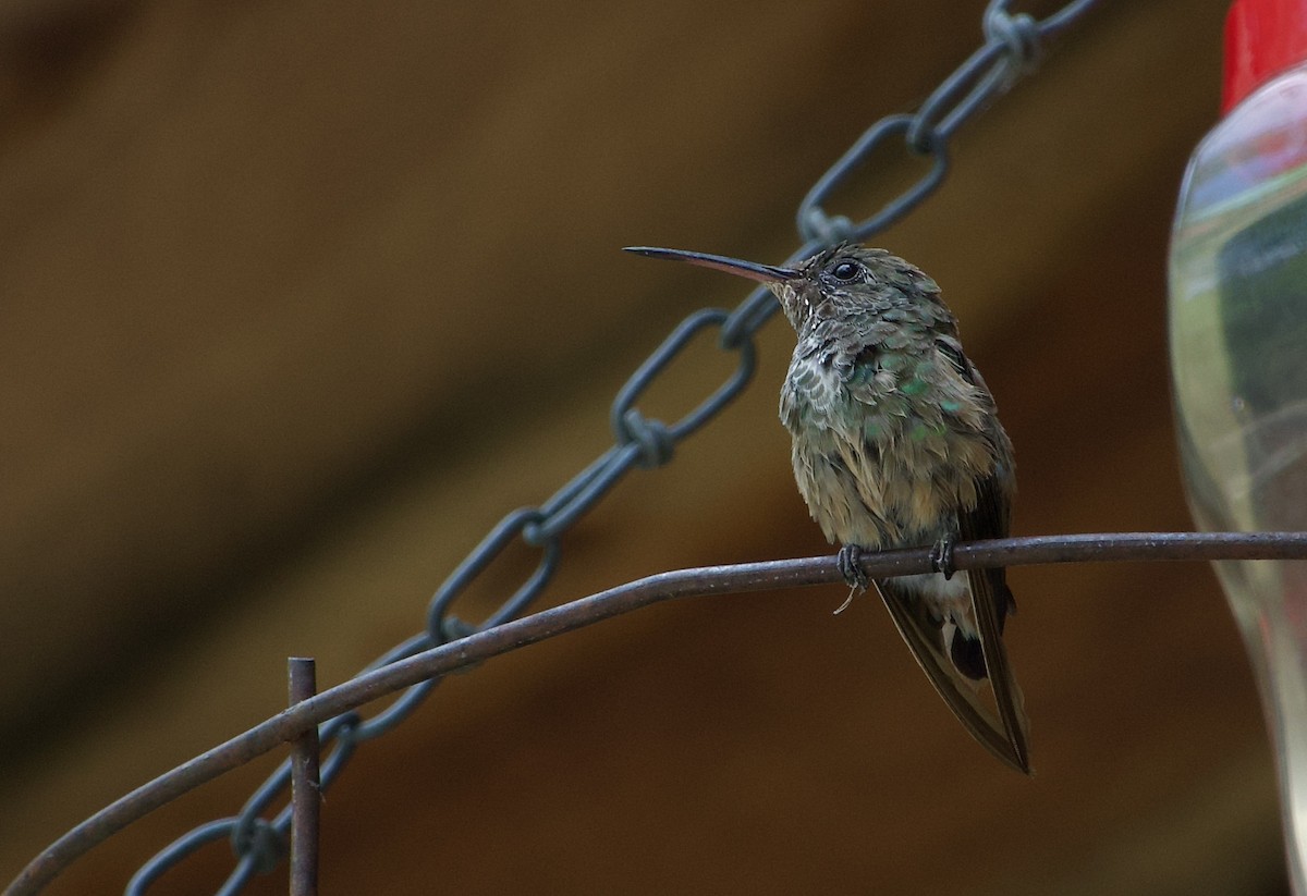 Berylline Hummingbird - Craig Robson