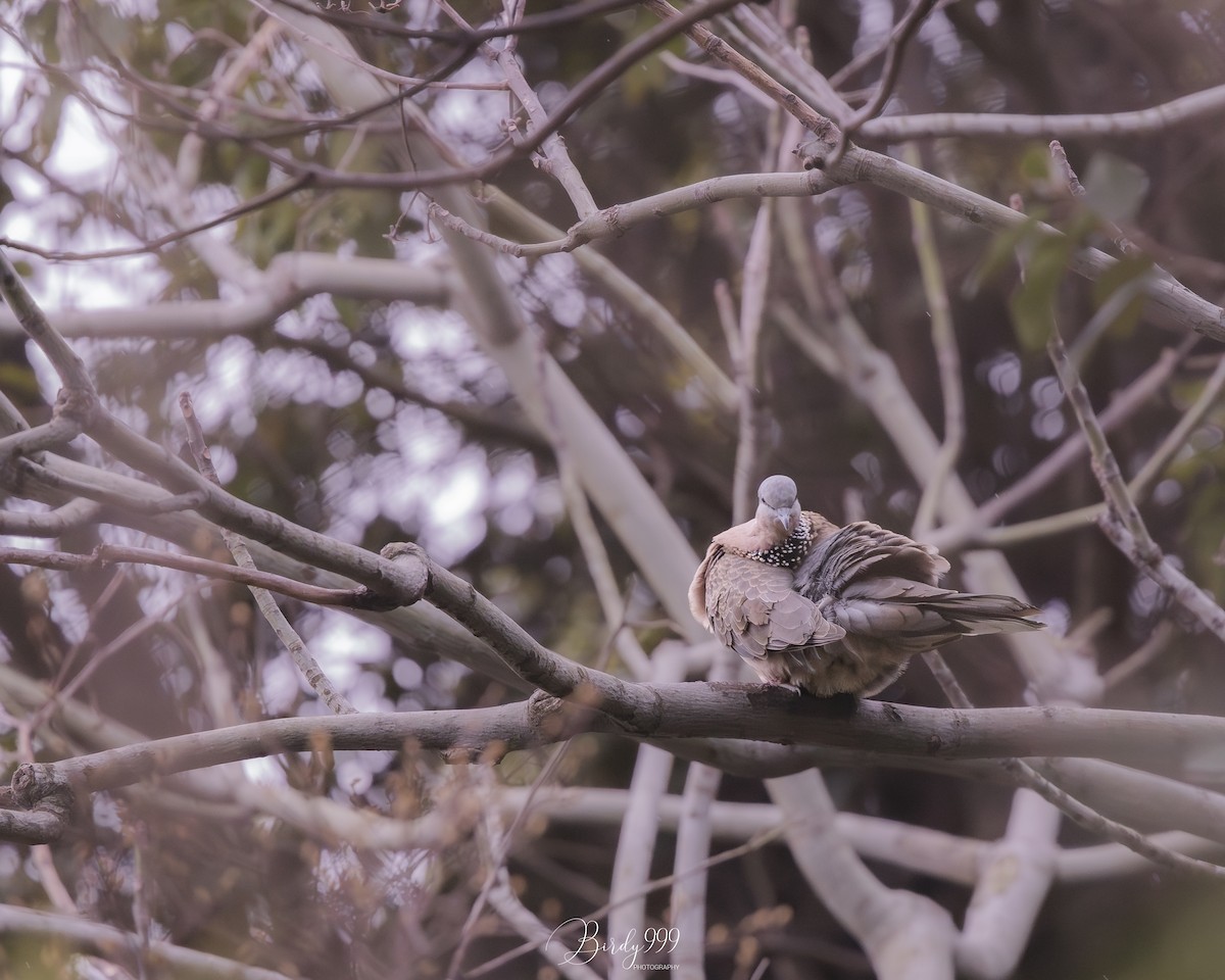 Spotted Dove - ML619426992