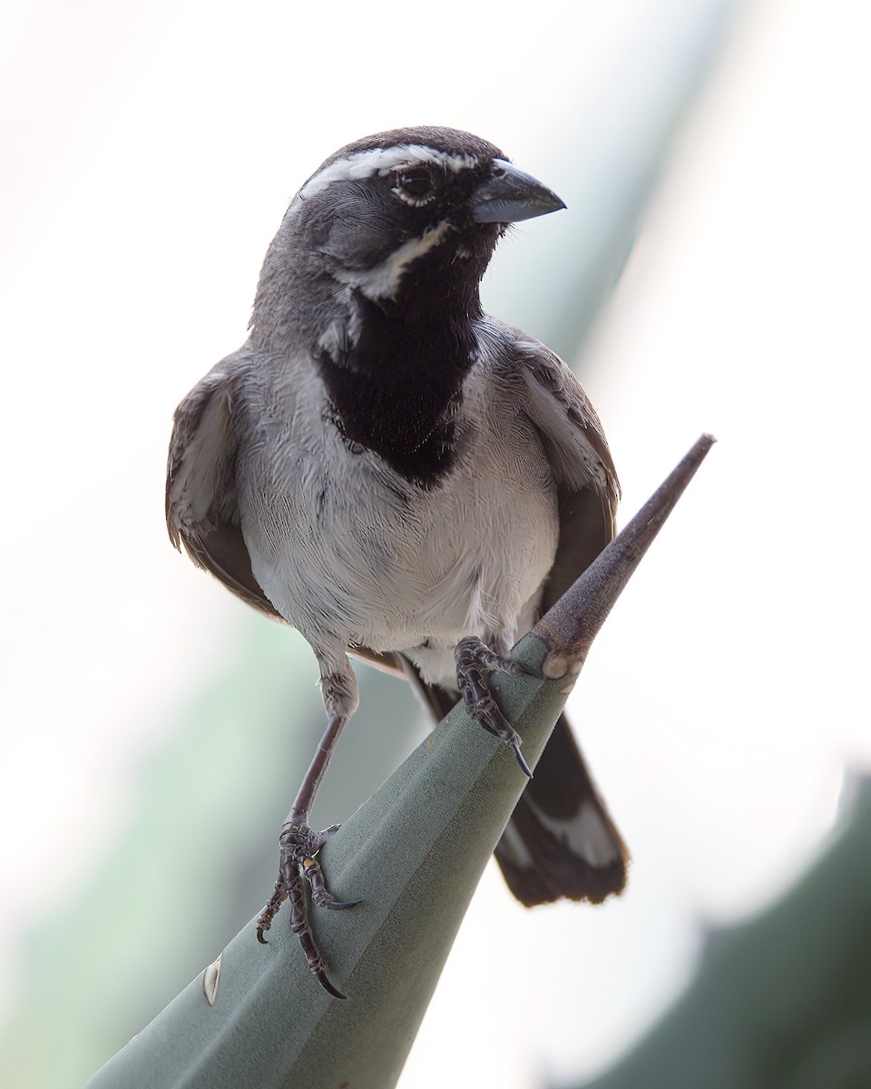 Black-throated Sparrow - Jonathan Dowell
