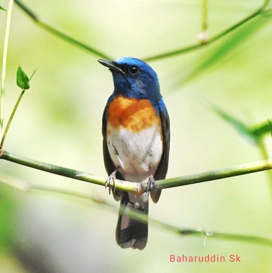Blue-throated Flycatcher - Baharuddin Sk