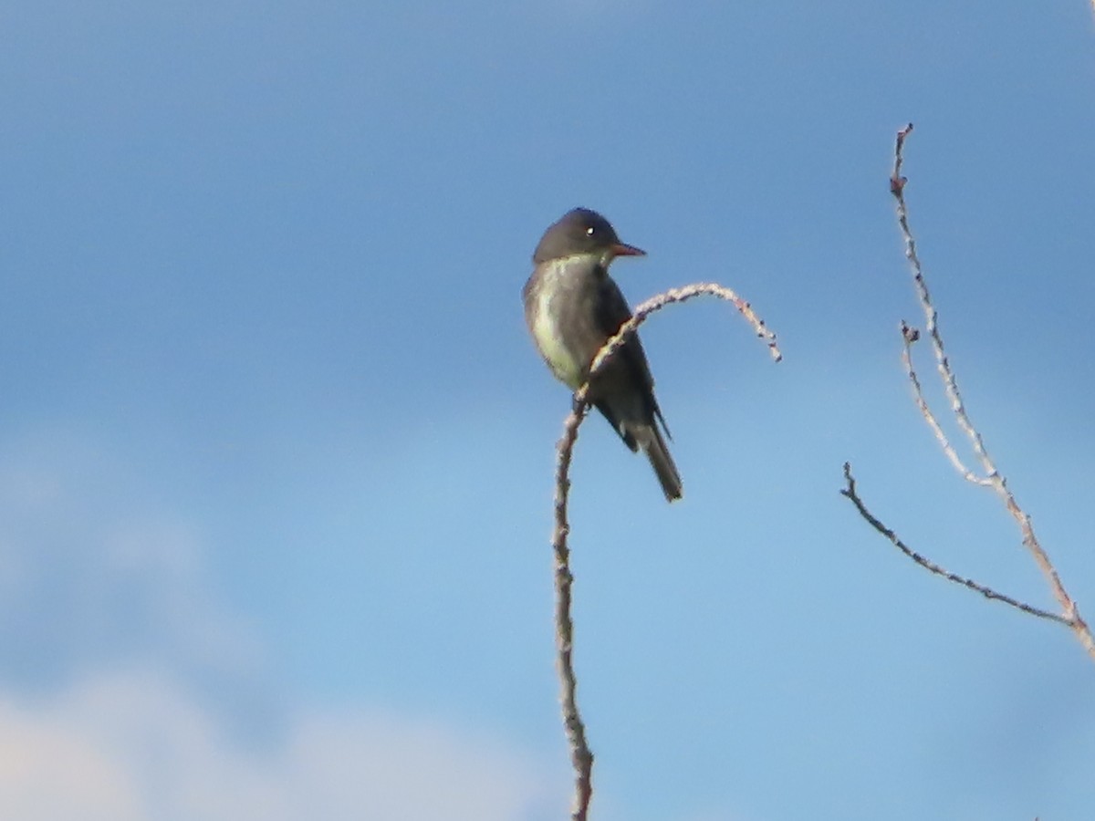 Olive-sided Flycatcher - J.A. Jensen