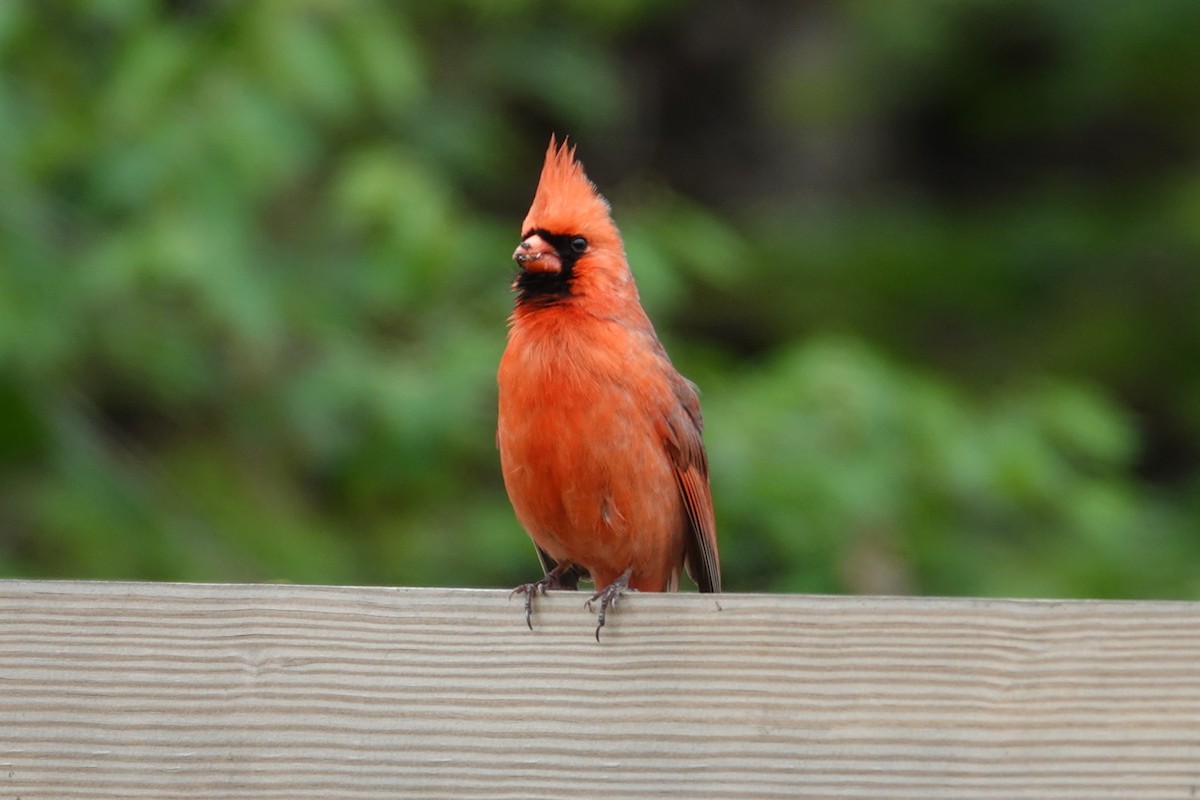 Northern Cardinal - Claudio  Crespo