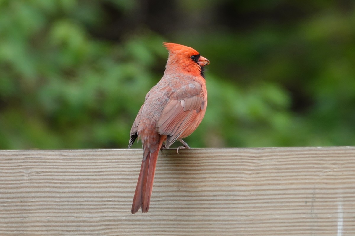 Northern Cardinal - Claudio  Crespo