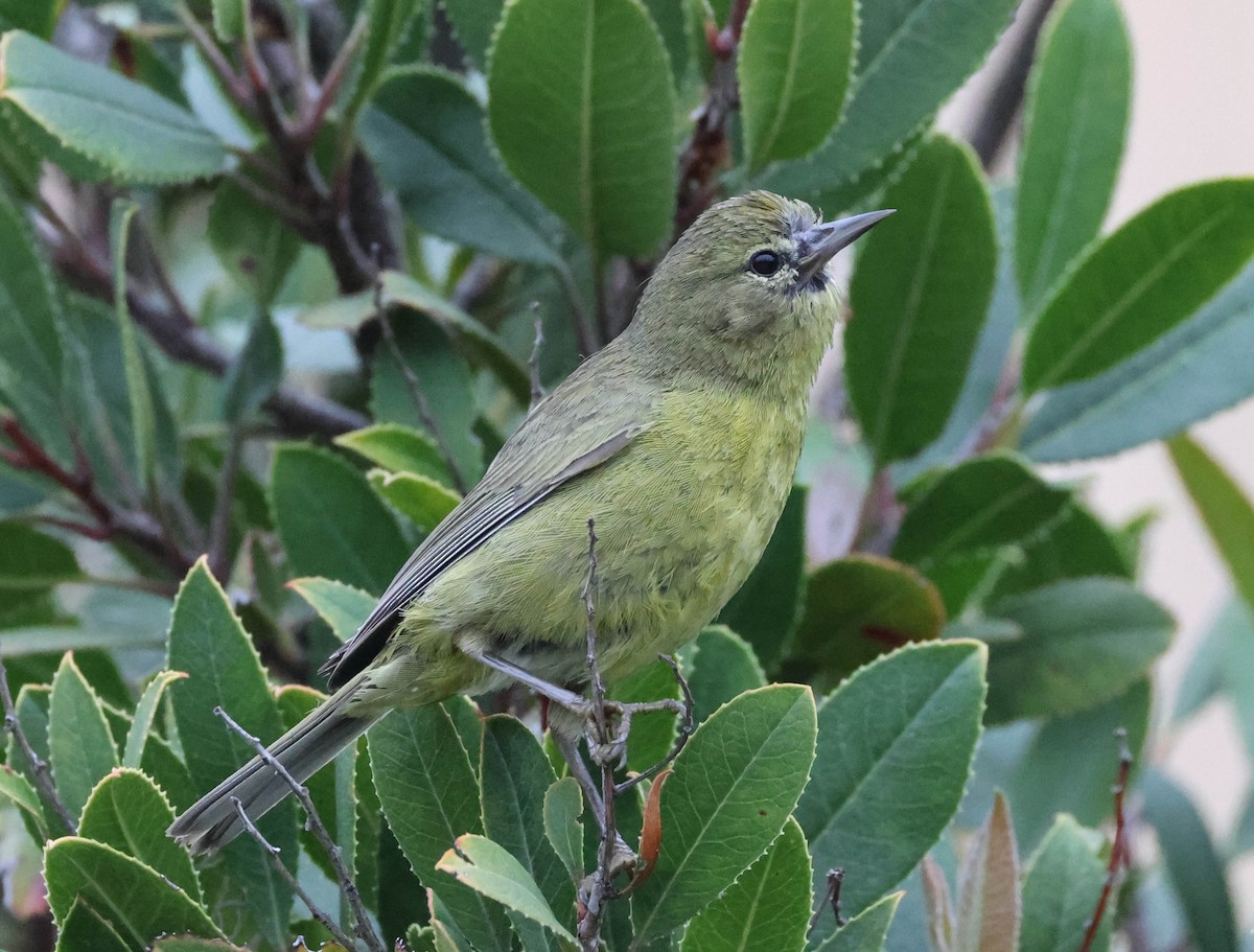 Orange-crowned Warbler - Tracy Drake