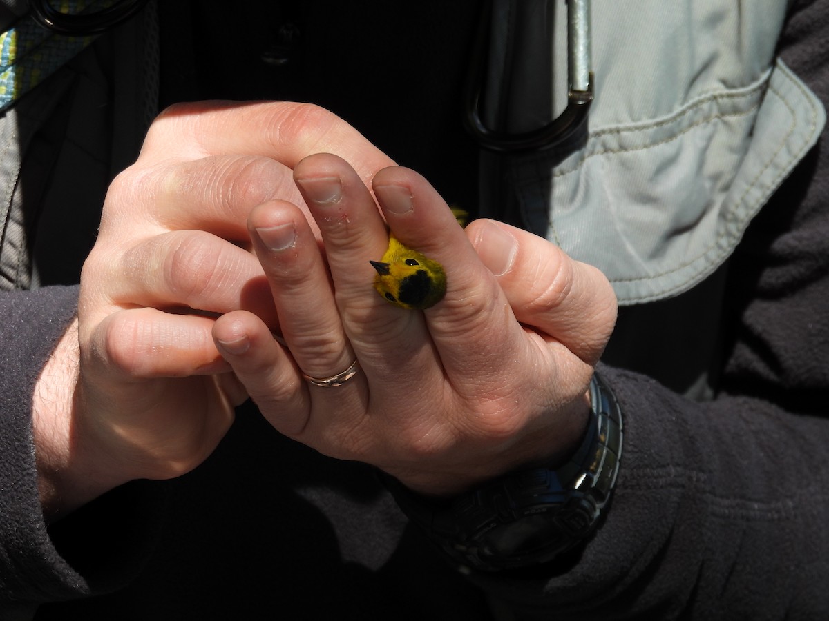 Wilson's Warbler - Tonie Hansen