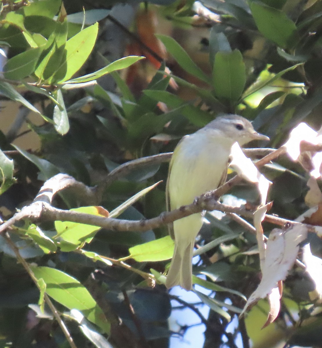 Warbling Vireo - George Chrisman