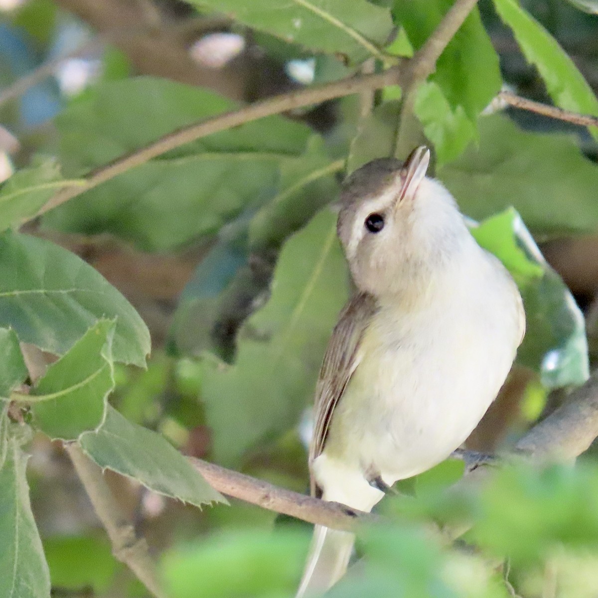 Warbling Vireo - George Chrisman