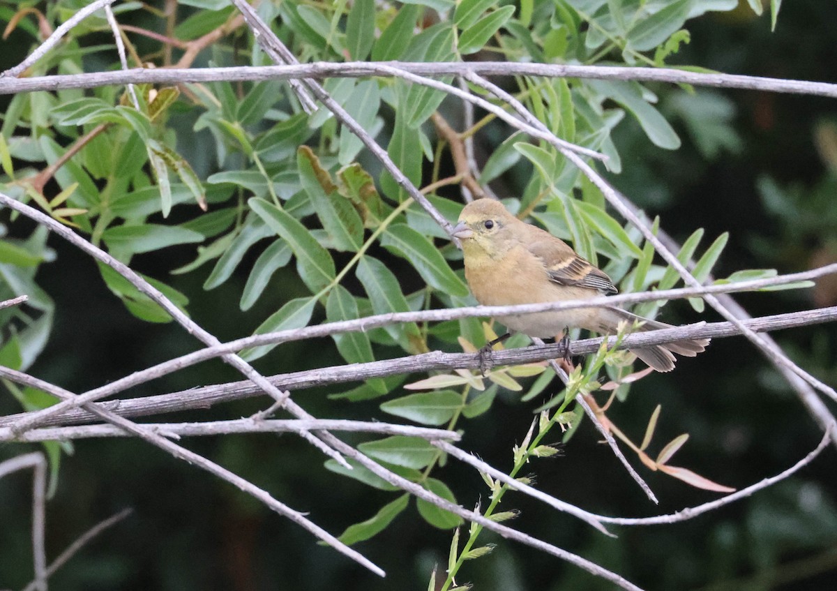 Lazuli Bunting - Tracy Drake