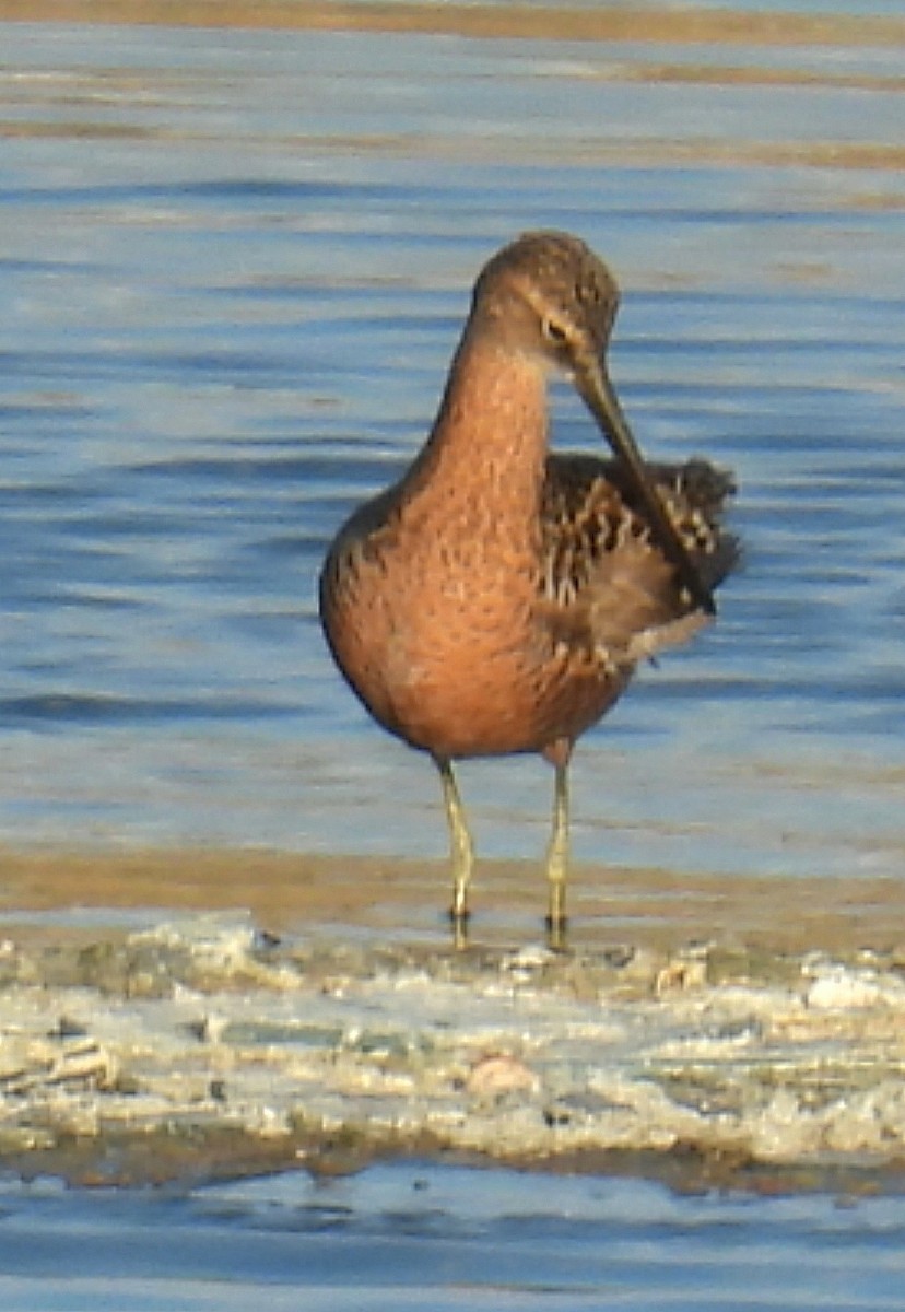 Long-billed Dowitcher - Billy Medley