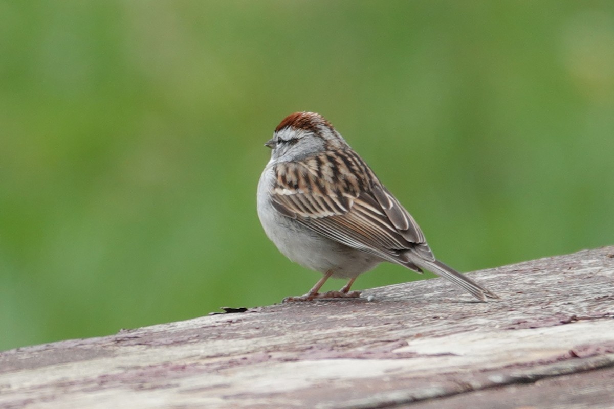 Chipping Sparrow - Claudio  Crespo