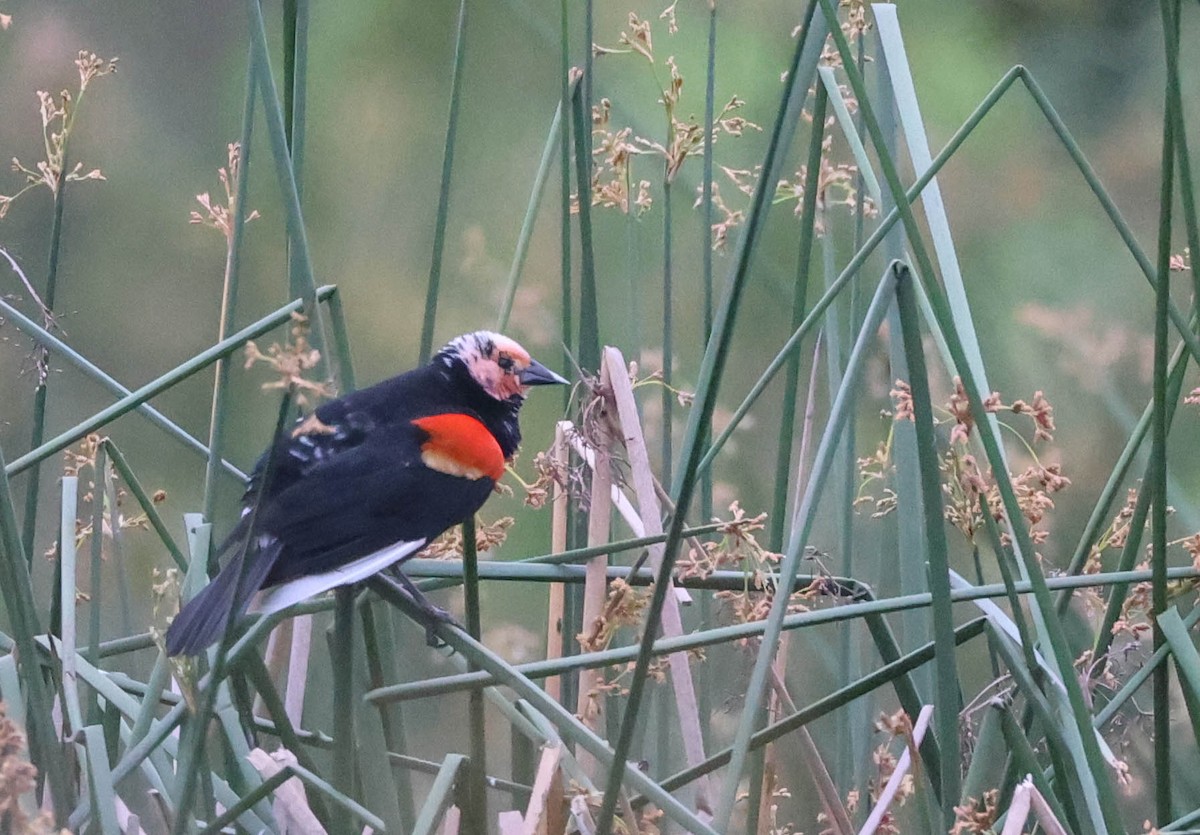 Red-winged Blackbird - Tracy Drake