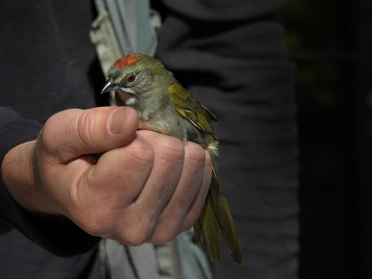 Green-tailed Towhee - Tonie Hansen