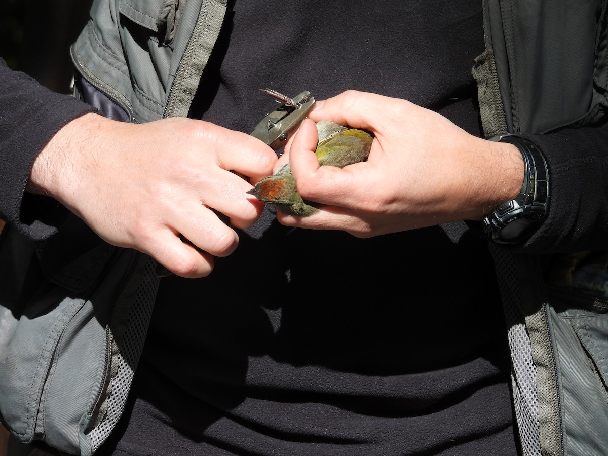 Green-tailed Towhee - Tonie Hansen