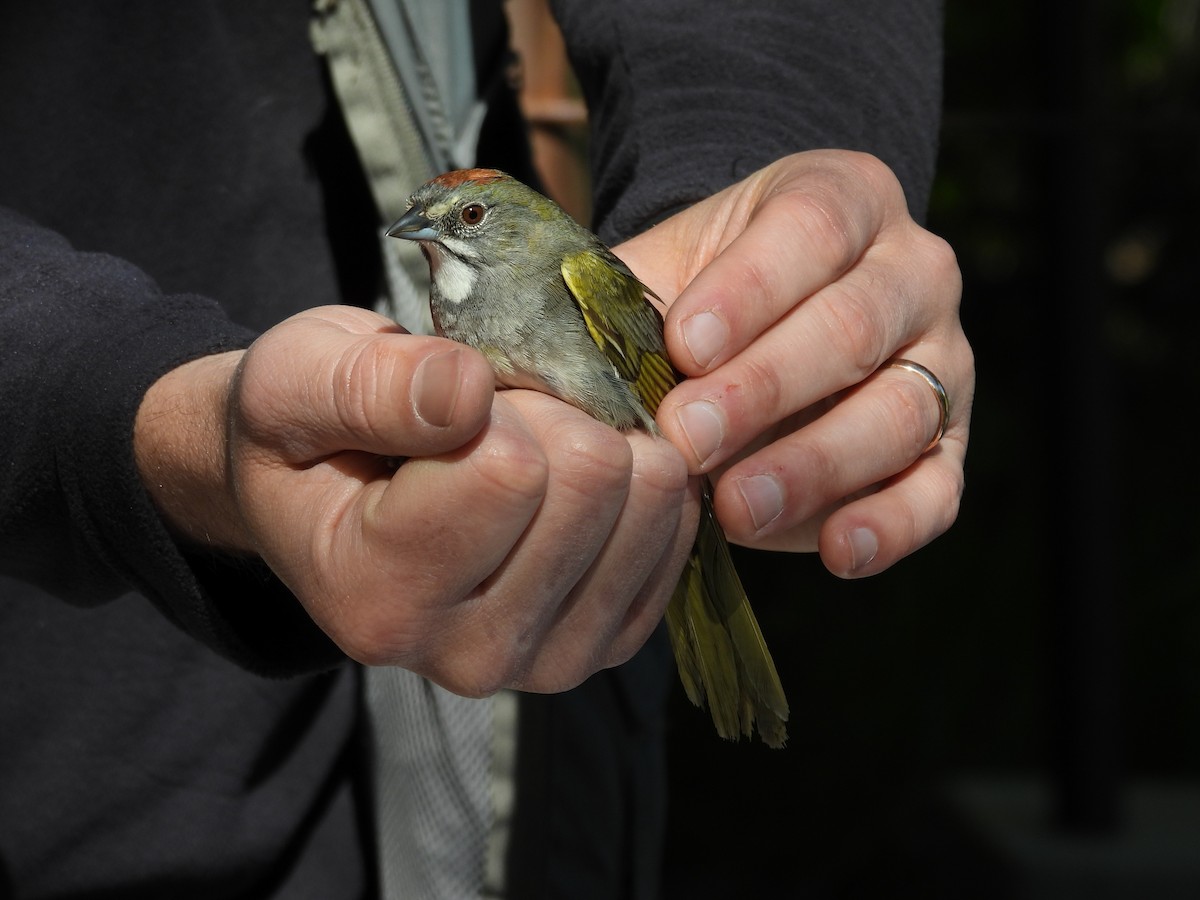 Green-tailed Towhee - Tonie Hansen