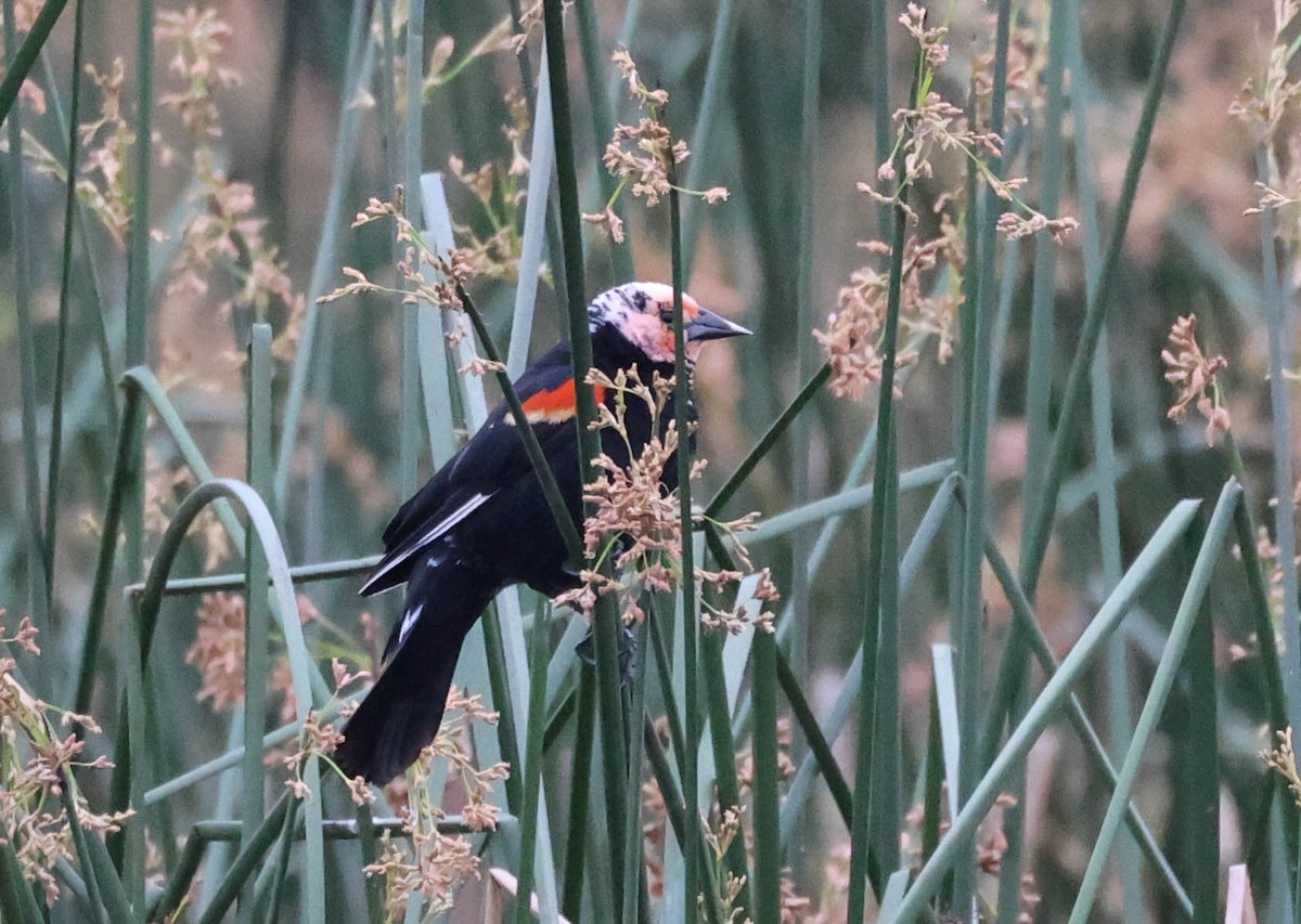 Red-winged Blackbird - Tracy Drake