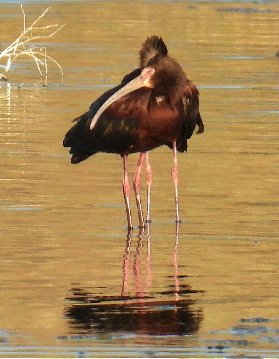 White-faced Ibis - Billy Medley