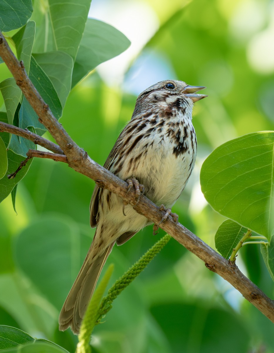 Song Sparrow - ML619427105