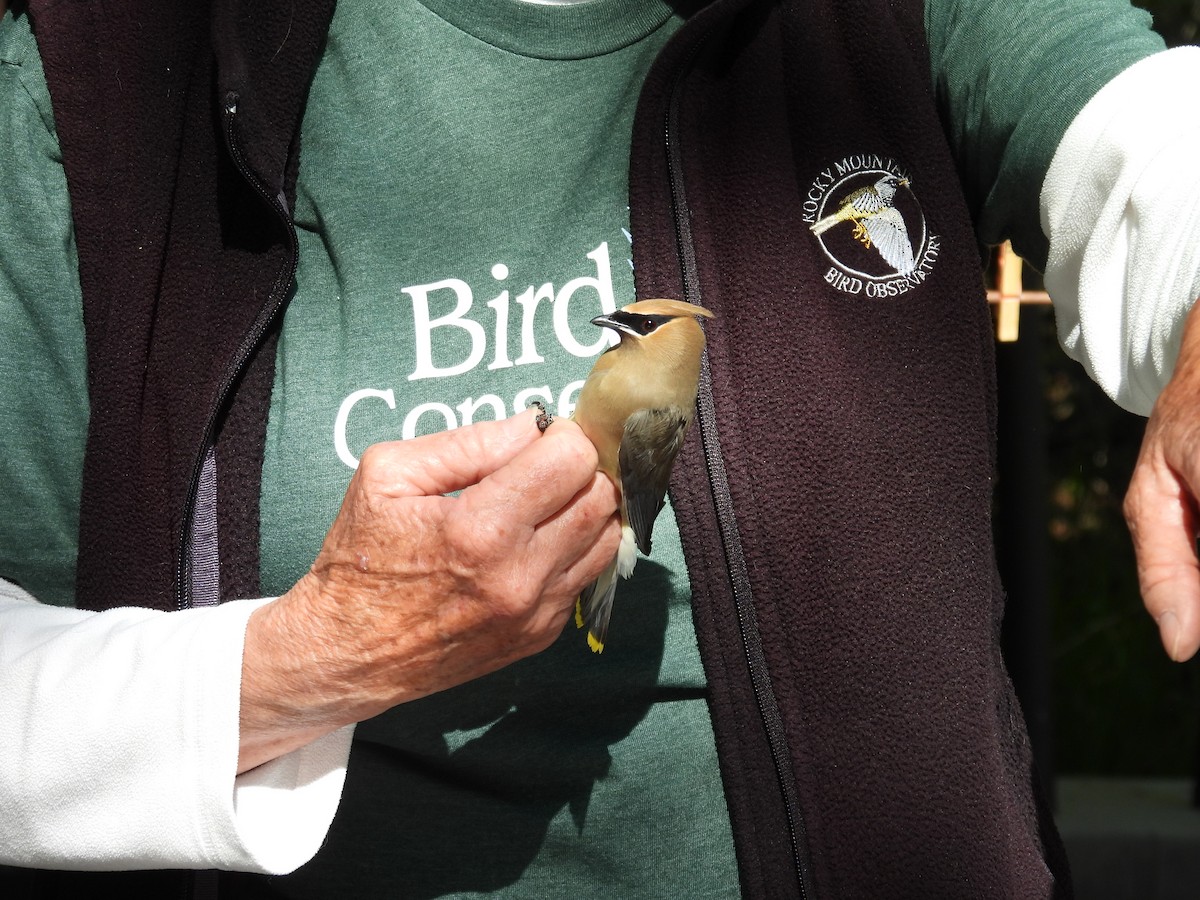 Cedar Waxwing - Tonie Hansen