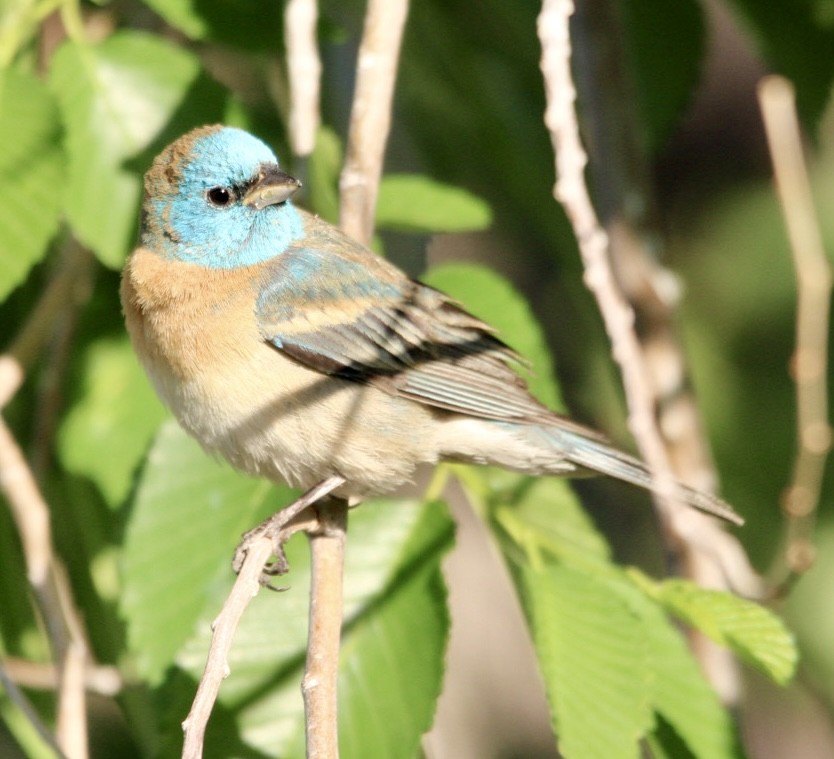 Lazuli Bunting - ML619427134