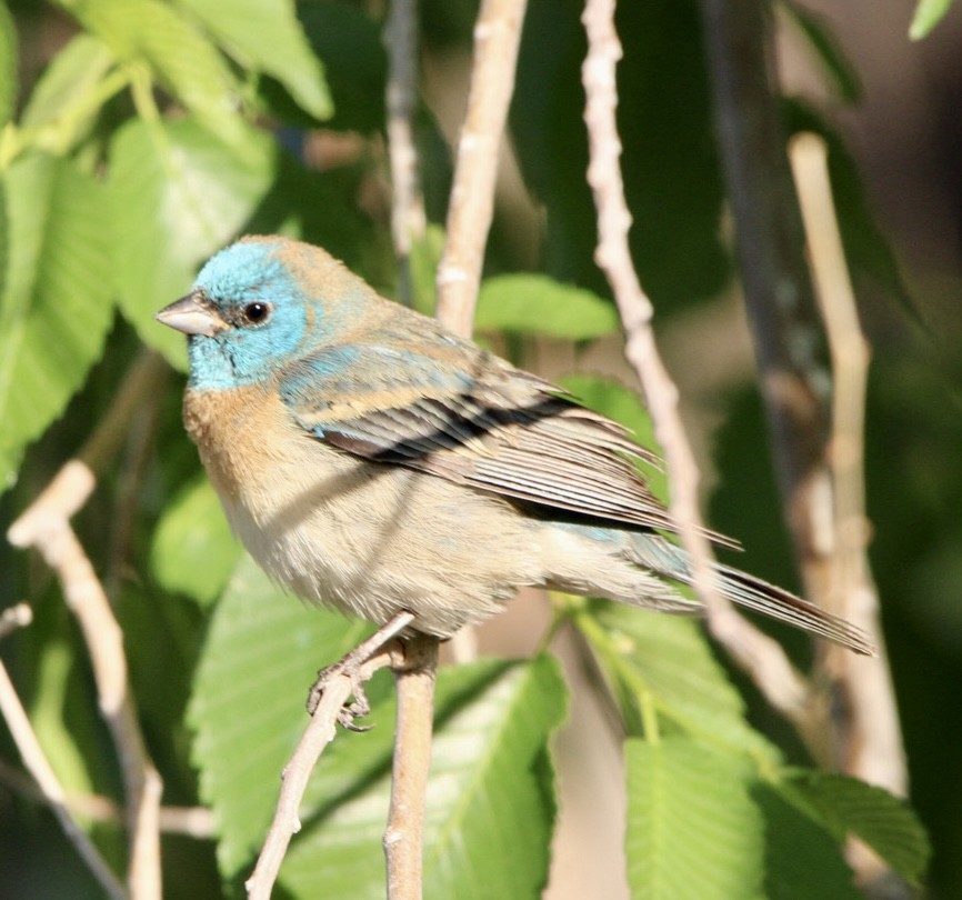 Lazuli Bunting - Charles Carn