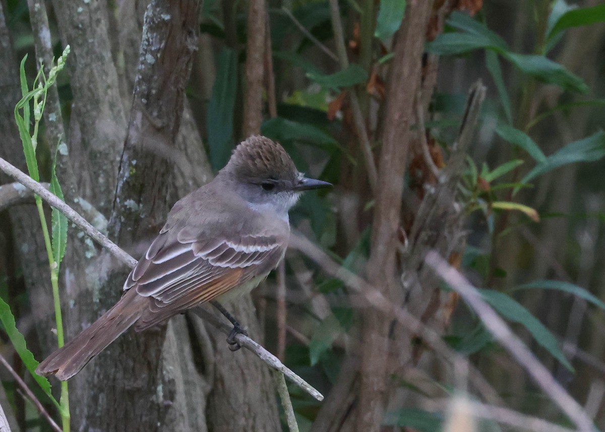 Ash-throated Flycatcher - Tracy Drake