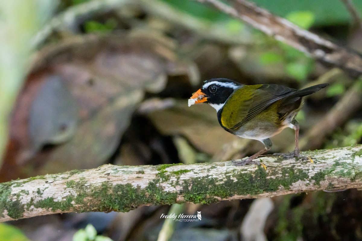 Orange-billed Sparrow - Freddy Herrera