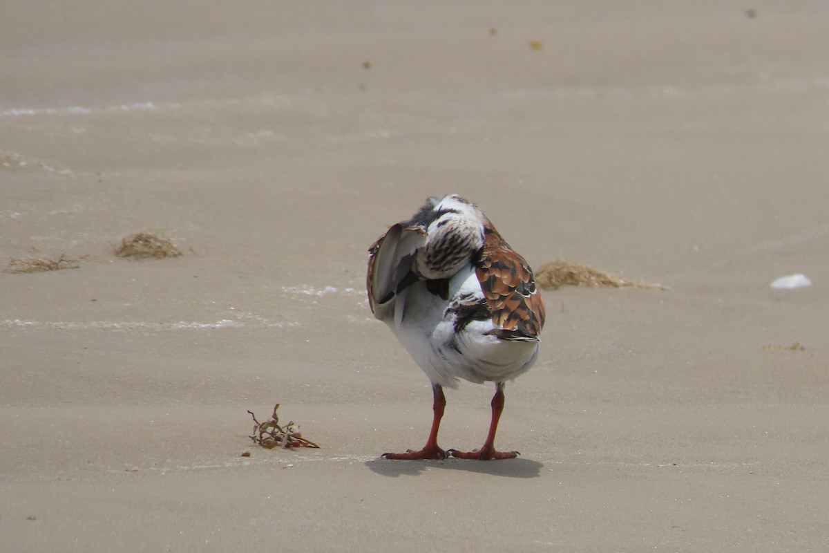 Ruddy Turnstone - David Brinkman