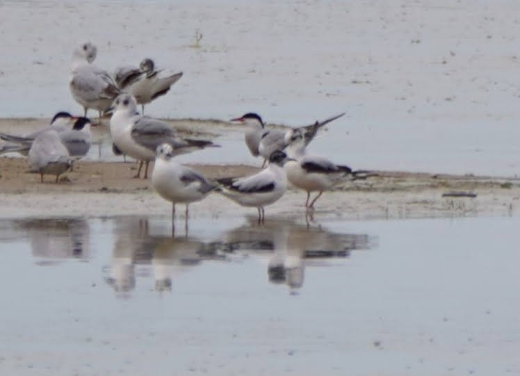 Little Gull - Mark and Tori Myers