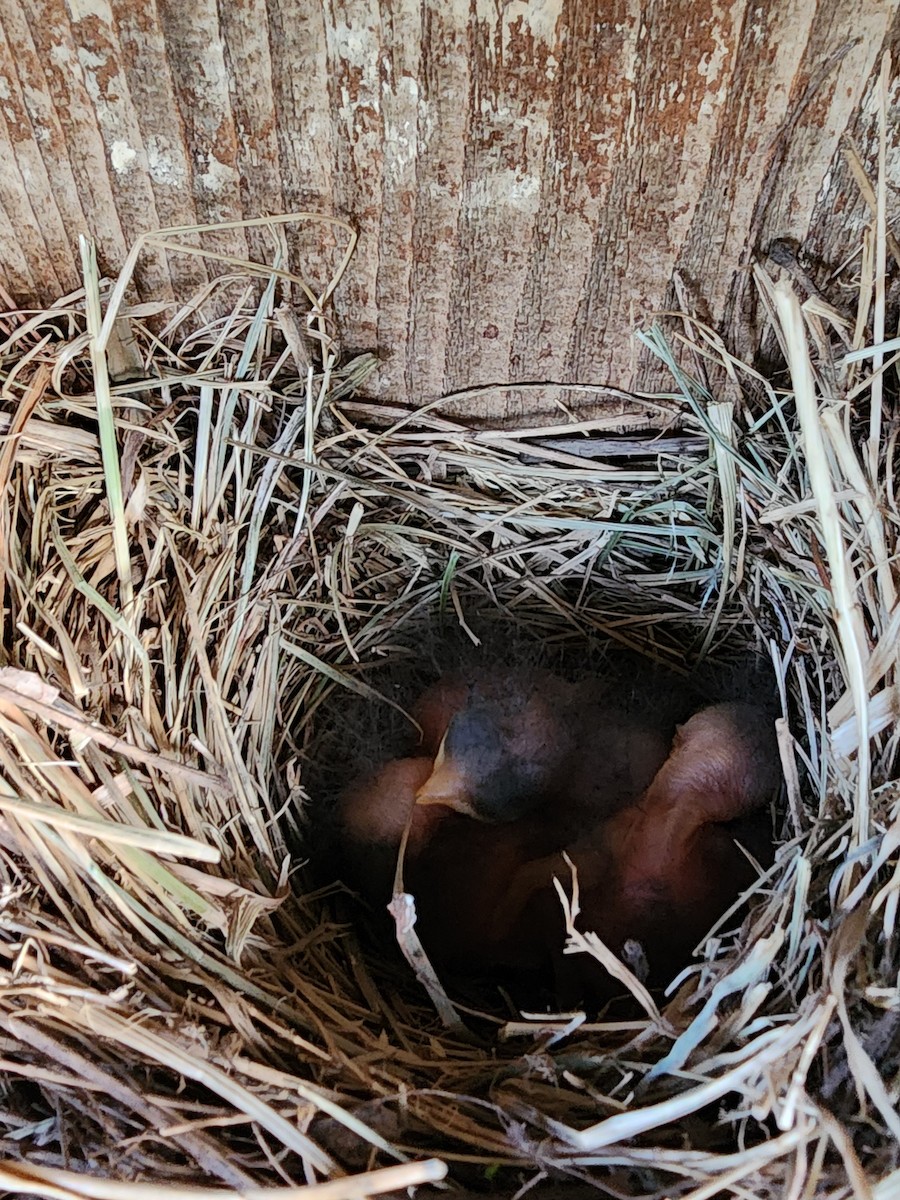 Eastern Bluebird - ML619427150