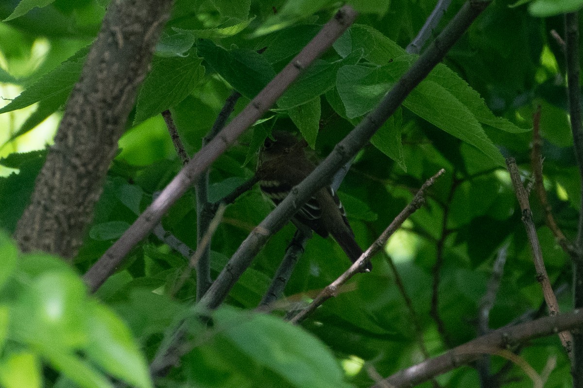 Alder Flycatcher - ML619427152