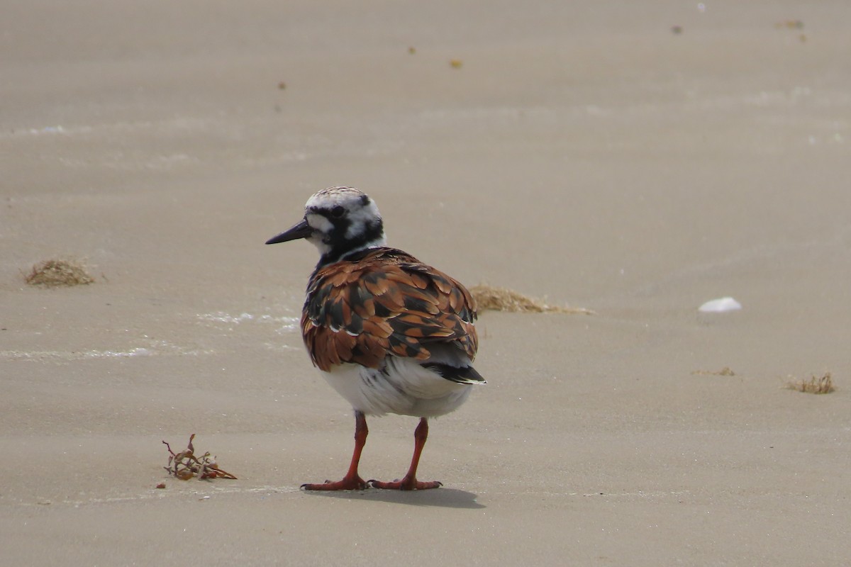 Ruddy Turnstone - David Brinkman