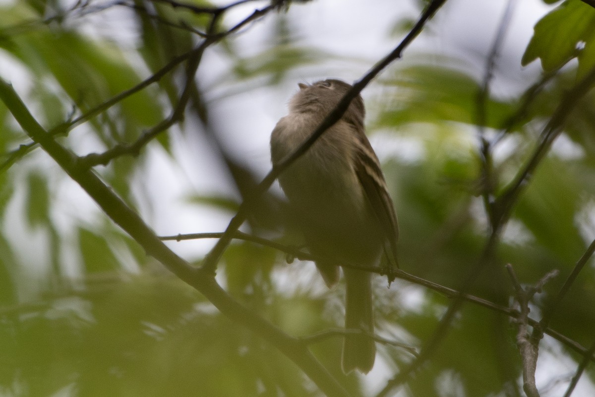 Alder Flycatcher - ML619427155
