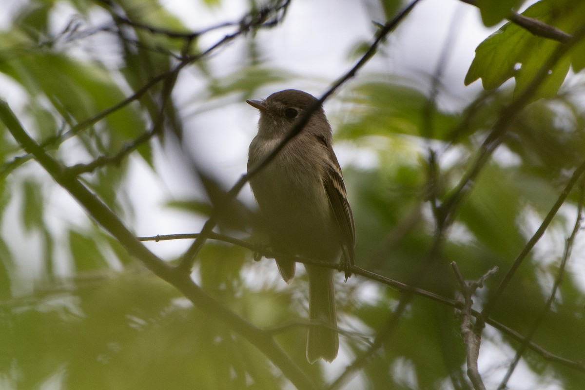 Alder Flycatcher - ML619427156