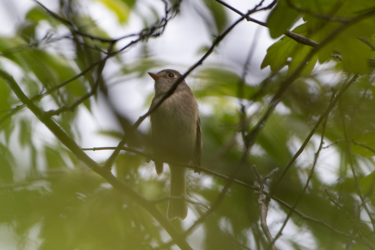 Alder Flycatcher - ML619427157