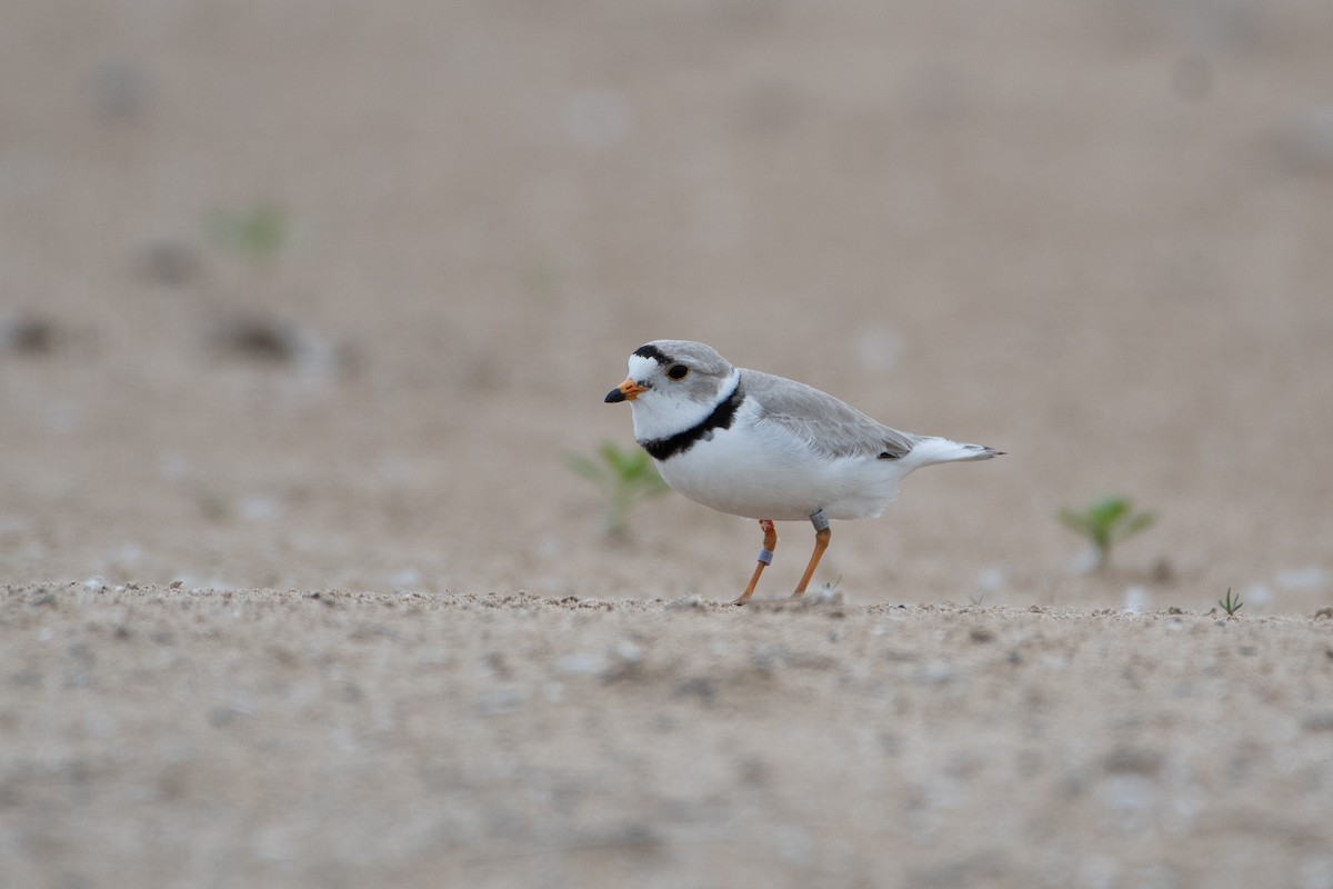 Piping Plover - Solomon Greene