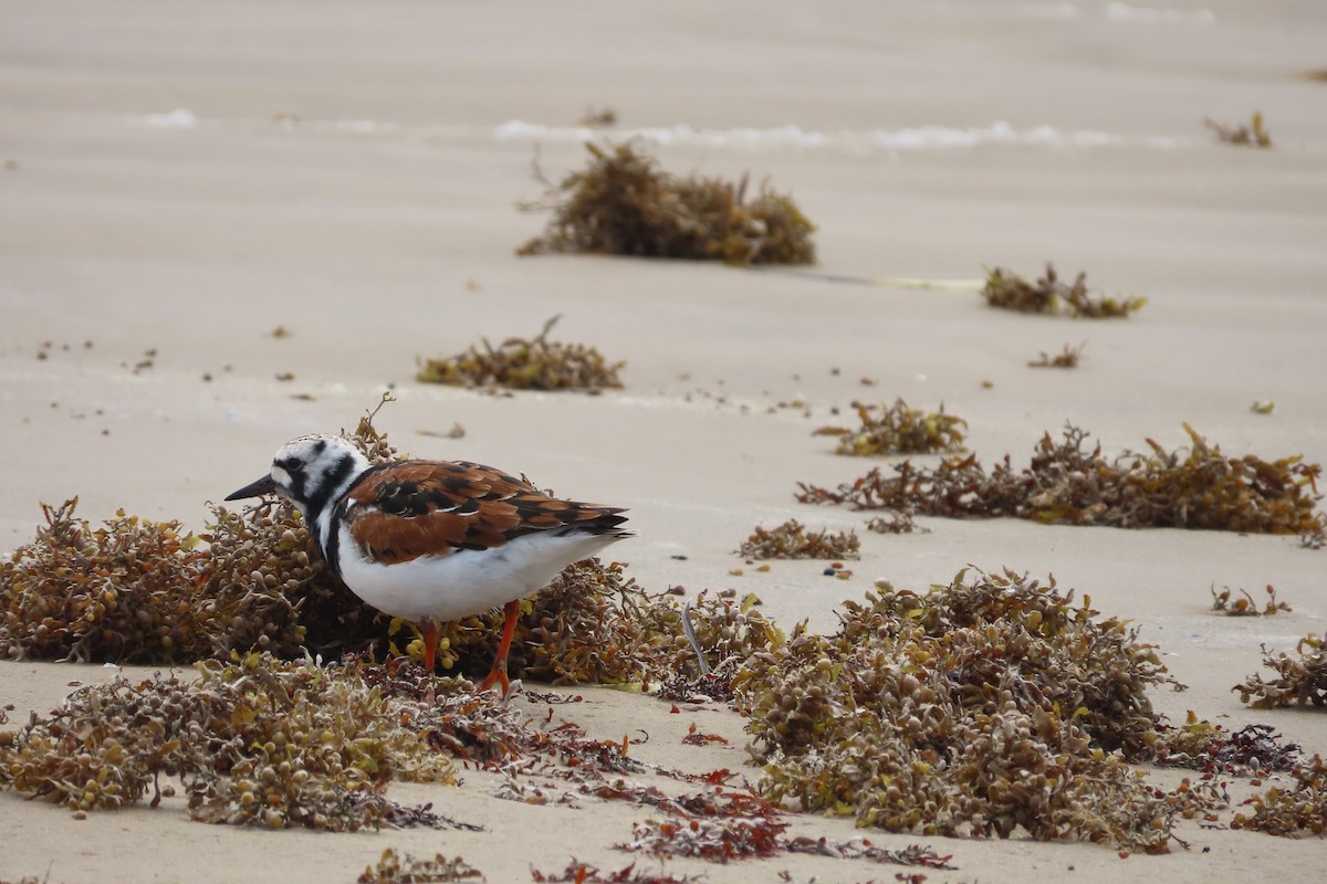 Ruddy Turnstone - David Brinkman