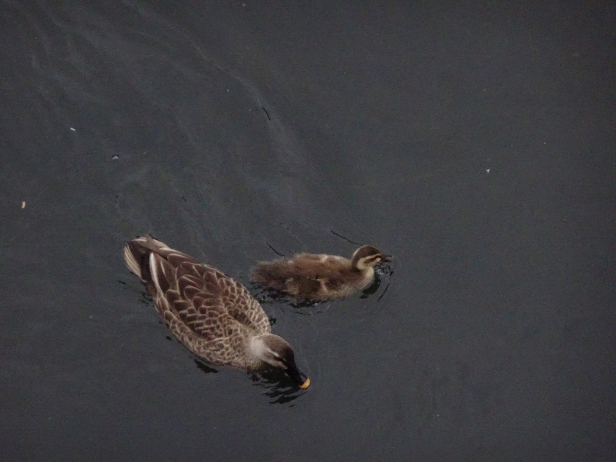 Eastern Spot-billed Duck - ML619427171