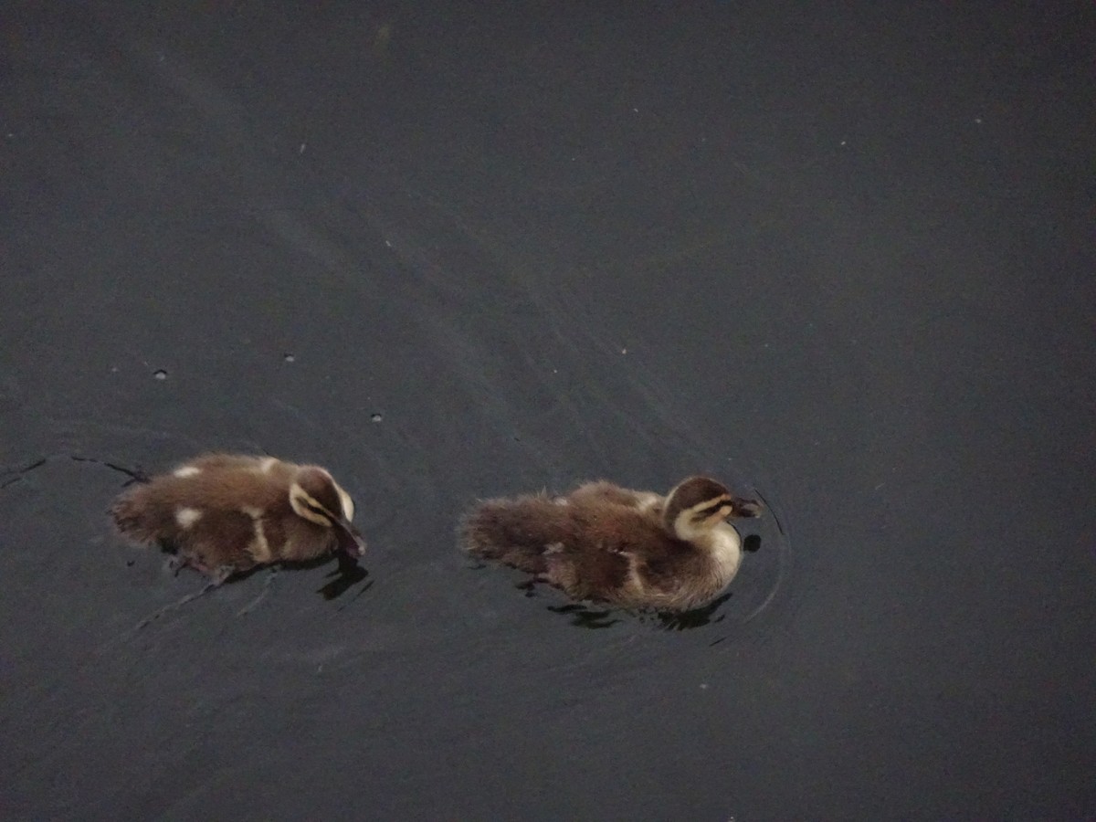 Eastern Spot-billed Duck - ML619427172