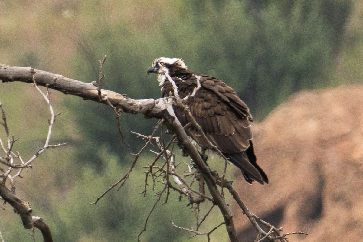 Osprey - Richie Frerking