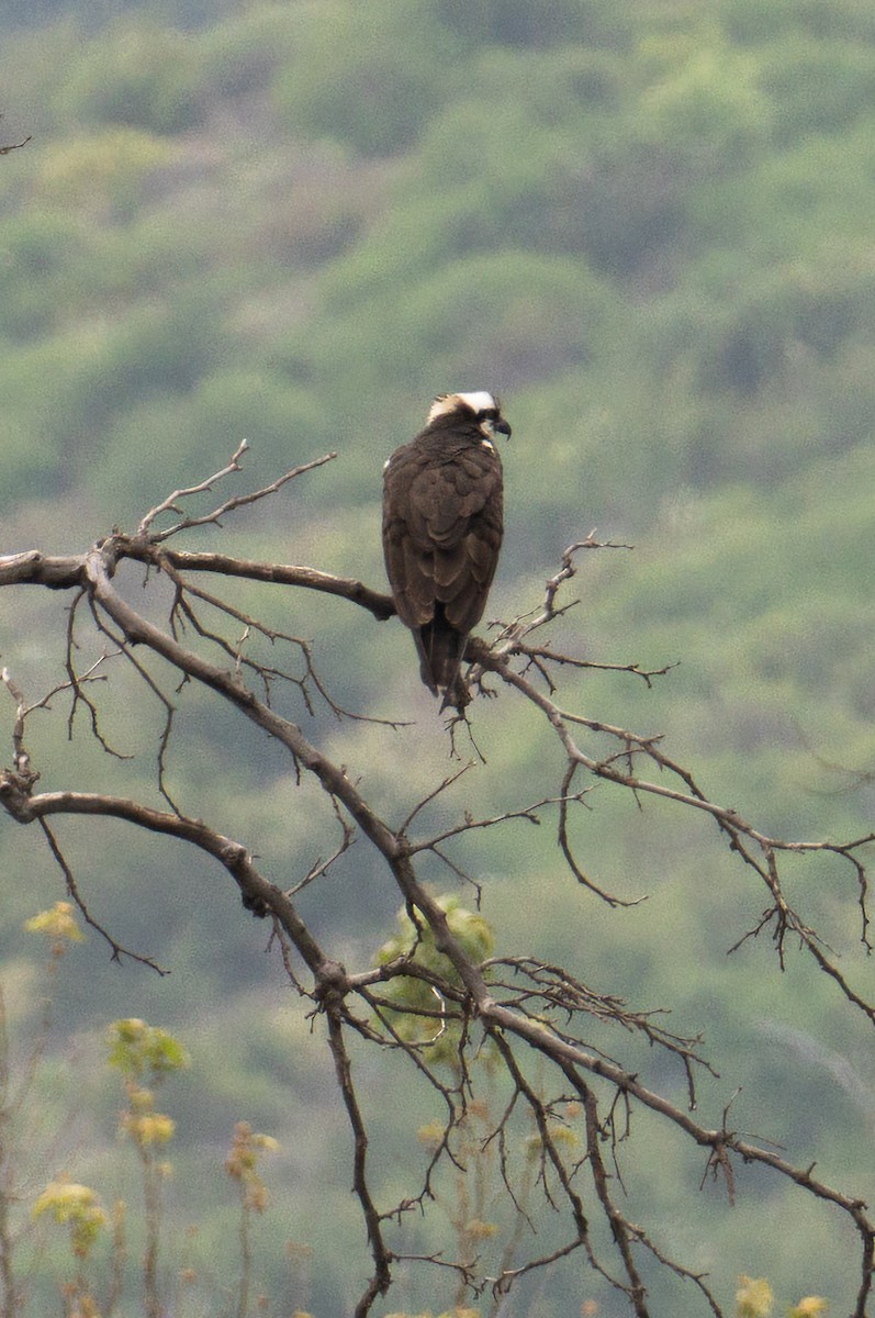 Osprey - Richie Frerking