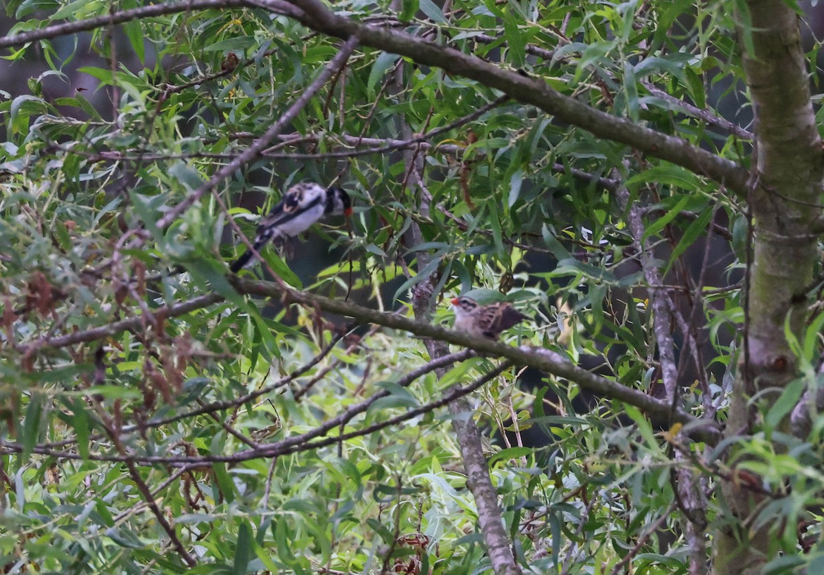 Pin-tailed Whydah - Tracy Drake