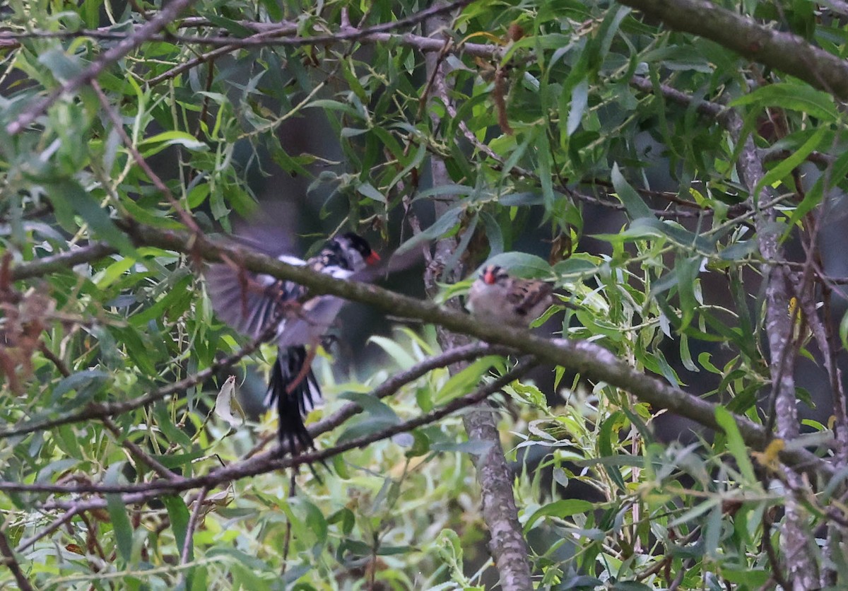 Pin-tailed Whydah - Tracy Drake