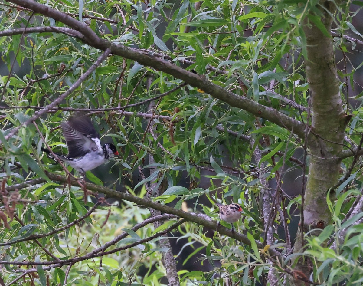 Pin-tailed Whydah - Tracy Drake