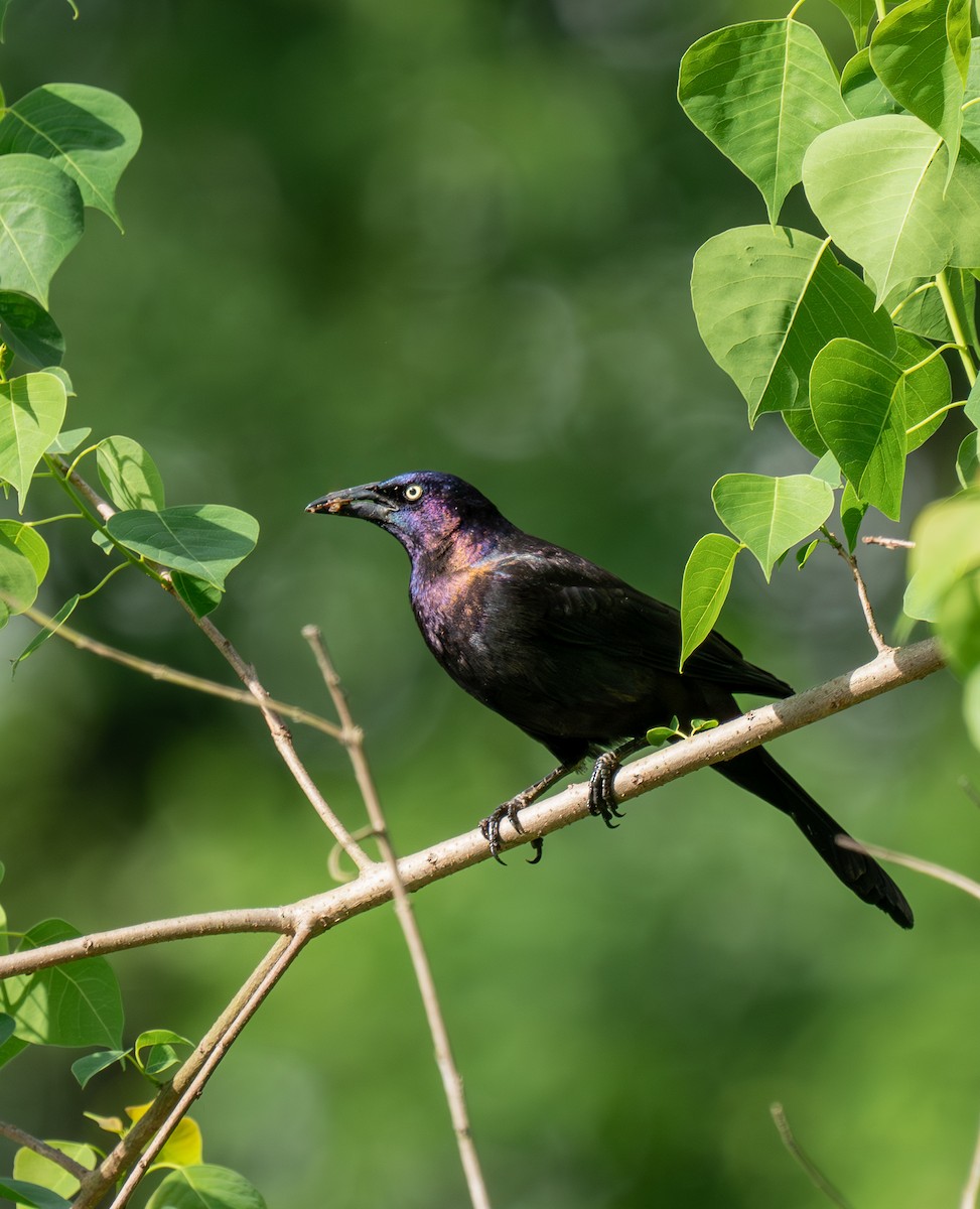 Common Grackle - ML619427185