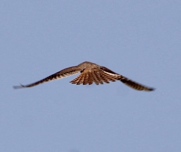 American Kestrel - ML619427187