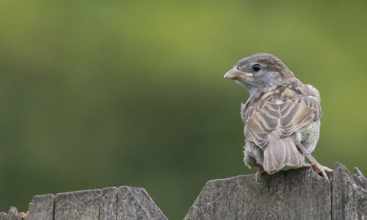 House Sparrow - Brent Angelo