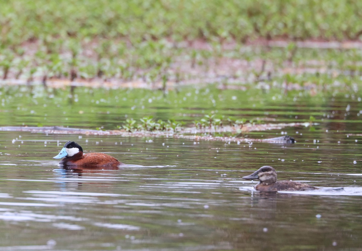 Ruddy Duck - ML619427204